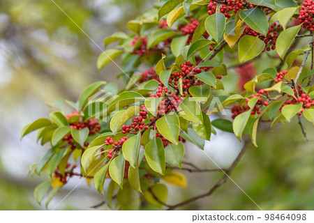 黑金餅的紅色果實,冬青的果實 黑金餅的紅色果實,冬青的果實 98464098
