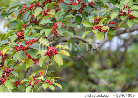 黑金餅的紅色果實,冬青的果實 黑金餅的紅色果實,冬青的果實 98464099