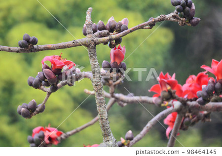 a Blossoms of the Red Silk Cotton Tree, nature concept 98464145