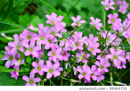 a Trifolium, clover flower macro against a green background. 98464150