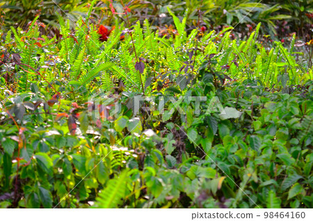 a Nature walk around an English Country Garden in Summer 98464160