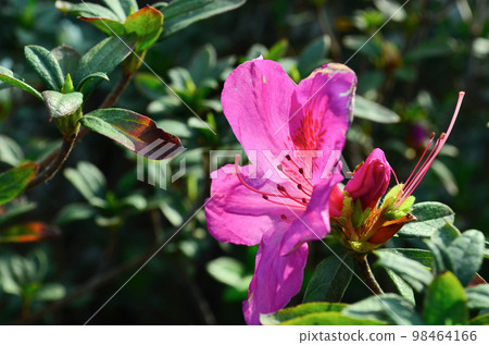 Azalea rhododendronlossom in pots. White pink flower decoration for home. 98464166