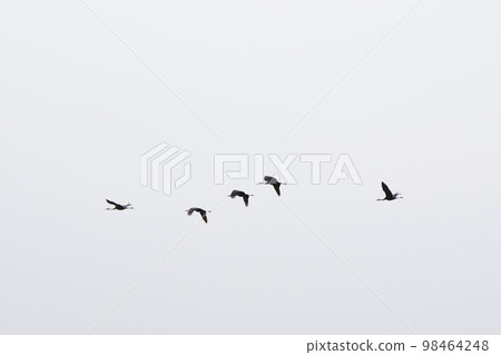 鶴兒島天空中飛翔的鶴的剪影 98464248