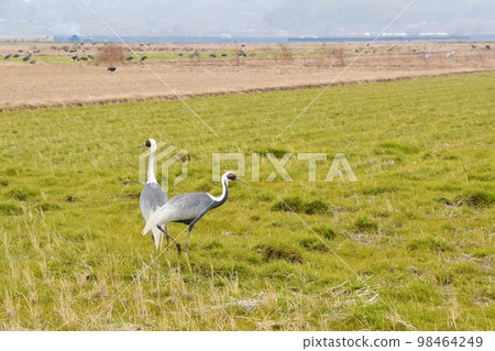 飛向和泉鹿兒島的白枕鶴 98464249