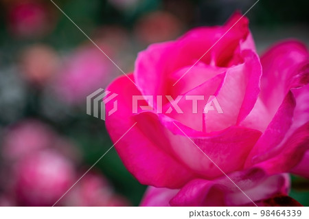 Pink Rose and Rosebuds in Garden, Close Up, Selective Focus. Rose blooms on a background of green leaves. Summer flower. Natural background. 98464339