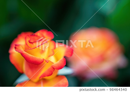 Red and Yellow Rose and Rosebuds in Garden, Close Up, Selective Focus. Rose blooms on a background of green leaves. Summer flower. Natural background. 98464340