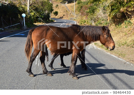 Toi Misaki Misakiuma Miyazaki 98464430