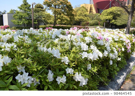 Azalea along the Murasaki River Azalea along the Murasaki River 98464545