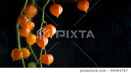 Physalis with red fruits and green colorful leaves on black isolated background close up 98464767