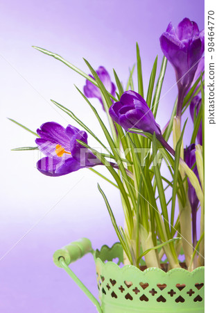 crocuses . yellow tulips. bright spring flowers on wooden background 98464770