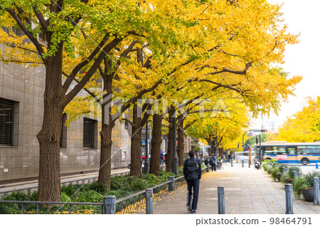 《Kanagawa Prefecture》Yokohama Nihon Odori/Ginkgo trees with yellow leaves 98464791