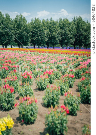 富良野的薰衣草田 98464828