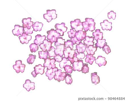 Cherry Blossoms Cherry Blossoms 98464884