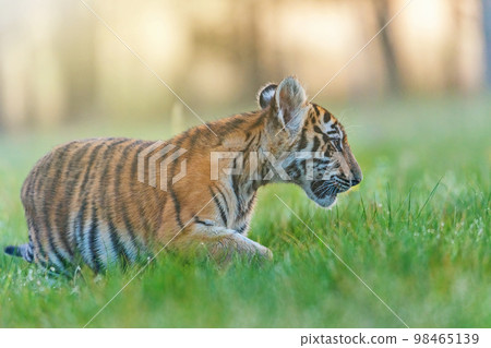 Side view of Bengal tiger cub in the grass. 98465139