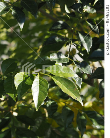 花園里白蠟樹的葉子 花園里白蠟樹的葉子 98465193