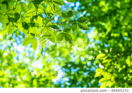 Fresh green and eco image 98465231