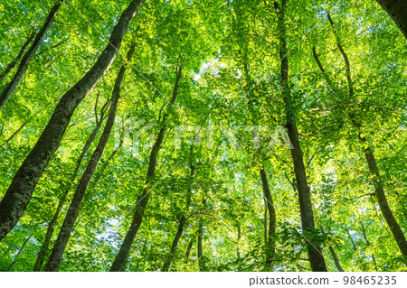 Fresh green and eco image 98465235