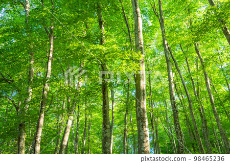 Fresh green and eco image 98465236