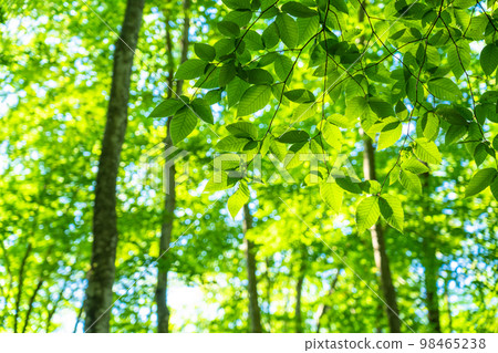 Fresh green and eco image 98465238