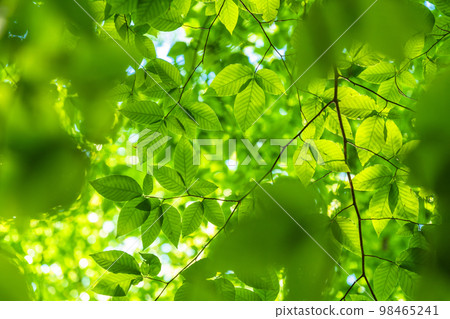 新鮮的綠色和生態形象 98465241