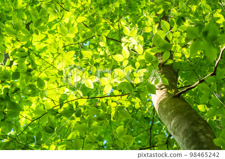 新鮮的綠色和生態形象 98465242