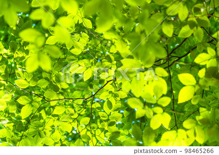 Fresh green and eco image 98465266