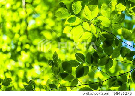 Fresh green and eco image 98465276
