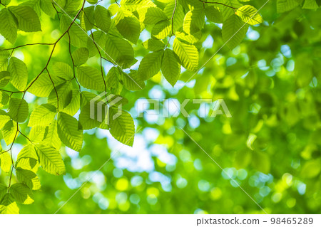 Fresh green and eco image 98465289