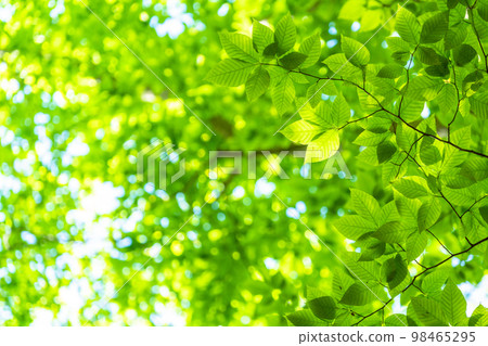Fresh green and eco image 98465295