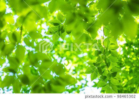 新鮮的綠色和生態形象 98465302