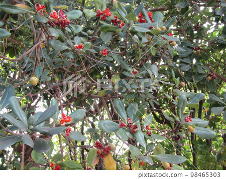  Tobera的種子已經分裂，紅色的粘液已經出現 98465303