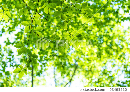 Fresh green and eco image 98465310
