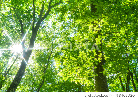 新鮮的綠色和生態形象 98465320