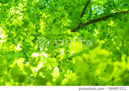 新鮮的綠色和生態形象 98465321