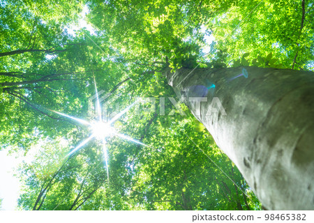 Fresh green and eco image Fresh green and eco image 98465382