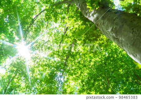 Fresh green and eco image Fresh green and eco image 98465383