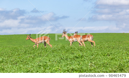 Wildlife Nyala Antelope Resting Summer Plateau 98465479