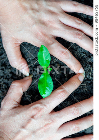 hand planting seedlings growing Environment and ecology concept 98465759