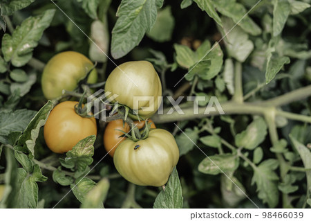 fly on tomatoes in the garden. Eco-friendly product without pesticides 98466039