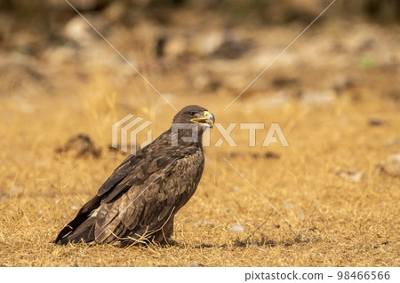 Steppe eagle or Aquila nipalensis with wingspan in golden hour light during winter migration at desert national park jaisalmer rajasthan india asia 98466566