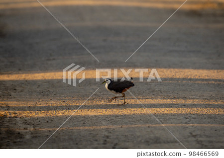 White breasted waterhen or Amaurornis phoenicurus on move crossing forest track at keoladeo national park or bharatpur bird sanctuary rajasthan india asia White breasted waterhen or Amaurornis phoenicurus on move crossing forest track at keoladeo national park or bharatpur bird sanctuary rajasthan india asia 98466569