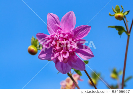 beautiful emperor dahlia 98466667