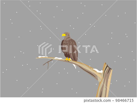 White-tailed eagle 03 branch tree snow cloudy 98466715