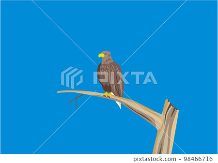 white-tailed eagle 02 branch tree white-tailed eagle 02 branch tree 98466716