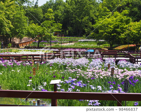 大阪府枚方市花松園山大池公園 98466837