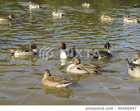 Migratory pintails in winter on the beach of Inage Kaihin Park Migratory pintails in winter on the beach of Inage Kaihin Park 98466947