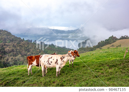 cows on a meadow in a beautiful landscape 98467135