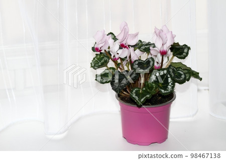 Pink cyclamen flower on the window sill in  interior 98467138