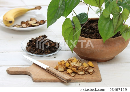 Fresh and dried banana peel good for plant and flower fertilization Fresh and dried banana peel good for plant and flower fertilization 98467139