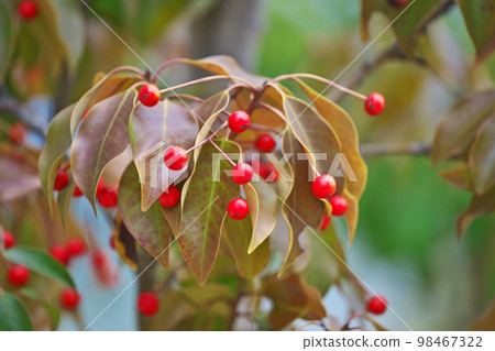 Red soyogo fruit (winter, January) Red soyogo fruit (winter, January) 98467322